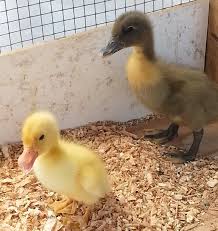 Hello we have a flock of blue swedish ducklings straight run available to rehome. Baby Ducklings Organiceggsfresh