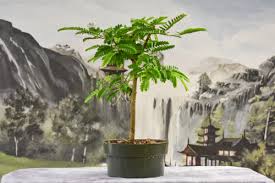 Tamarind 9 Pot Wigert S Bonsai