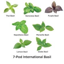 International Basil Seed Pod Kit 7 Pod Thai Basil Plant Seed Pods Harvesting Basil