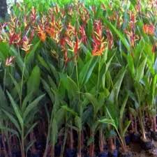 Bibit bunga pisang songgo wajib diketahui orangtua inilah 5 manfaat jantung pisang untuk. Tanaman Hias Pohon Pisang Pisangan Bibit Pisang Pisangan Tanaman Hias Bibit Tanaman Shopee Indonesia