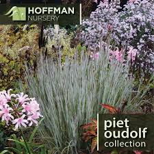 Image result for Tricalysia schliebenii