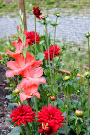 Now canna lilies are a beautiful addition to the garden, they. The Nitty Gritty Potager How To Over Winter Glads Dahlias Canna S And More