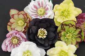 367 results for flower seeds shade. Luv These Helleborus Fluffy Ruffles Great For The Shade Deer Proof Plants Deer Resistant Plants Shade Flowers
