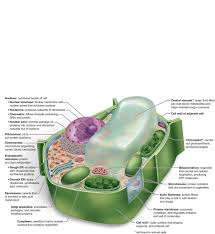 We did not find results for: Chapter 3 Cell Structure And Function Pdf Free Download