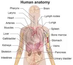 When two or more organs along with their associated structures work the bladder is a muscular organ located in the pelvic cavity. What Organs Are On The Right Side Of Your Back Quora