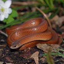 Snakes In Delaware Usa Snakes In 2020 Snake Smooth Delaware Usa