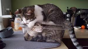 cat sitting on lid of plastic box with another cat inside funny animals cats funny animal memes
