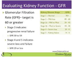 Image result for Renal Function