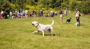 The dog chapel opened its doors memorial day weekend of 2000. Dog Mountain Events Facebook