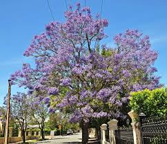Image result for Bolusanthus