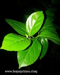Image result for Premna serratifolia