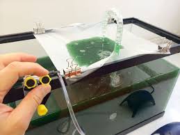 Spirulina Growing Aquaponics Greenhouse Aquaponics Diy Aquaponics Kit