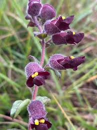 Image result for Tinnea galpinii