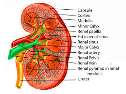 Figure Kidney Anatomy Contributed By Scott Dulebohn Md Statpearls Ncbi Bookshelf