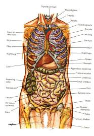 Human Anatomy Organs