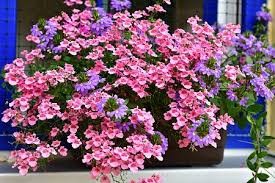 Image result for ostruhatka