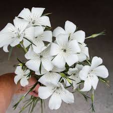 Image result for Agrostemma