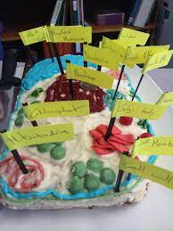 We did not find results for: St Pat Erinsville On Twitter 3 D Diagram Of A Plant Cell Made Out Of Cake And Candy By Tess Alcdsb Science Https T Co G54swjphi9