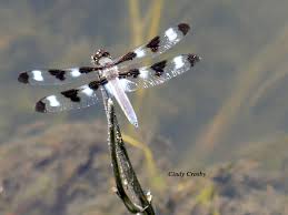 Image result for Cyphia lasiandra