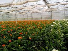 Gerbera Cultivation Guide 2021