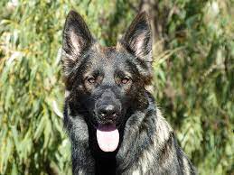 Maybe you would like to learn more about one of these? The Sable German Shepherd Top Facts Guide Animal Corner