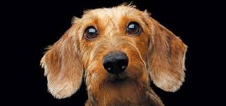 Causes of common heart diseases in dogs. It S A Heartbreaker Congestive Heart Failure In Dogs Modern Dog Magazine