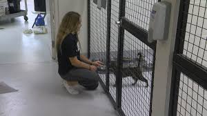 Conveniently located to serve your pets: Spca Tampa Bay Hosts Holiday Foster Program Wfla