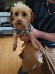 Lost Dog Found in Ogden, No Collar or Microchip