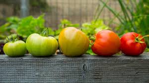 Technically, tomato season only lasts two months, july through august. Green Tomatoes Or Bust How To Ripen When To Eat Pass The Pistil