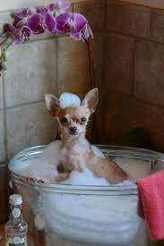 Spa Time Bath Chihuahua Cute Animals Chihuahua Dogs Teacup Chihuahua
