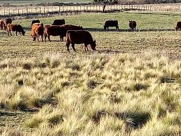 Cómo fue la evolución mensual de las actividades económicas en el partido de Trenque Lauquen – La Opinión – de Trenque Lauquen