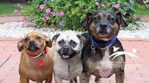 Rainbow and lake mead every saturday noon 3pm. Gma Doggie Adoptathon List Of Participating Shelters Across The Country Abc News