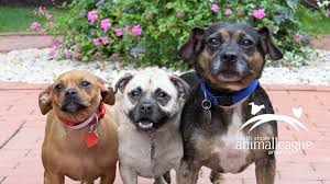 Box 581898 tulsa, oklahoma 74158. Gma Doggie Adoptathon List Of Participating Shelters Across The Country Abc News