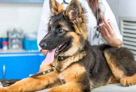 Get your happy doggie here! Vaccinations For Dogs And Puppies German Shepherd Country