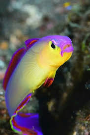 Gobie A Feu Violet In 2020 Beautiful Sea Creatures Ocean Animals Colorful Fish