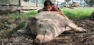 SÄƒ ConsumÄƒm Porci Din Rasa MangaliÈ›a Arhiblog