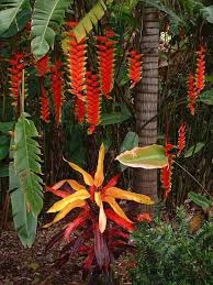 Pin On Tropical Gardens