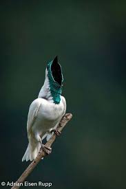 Pin On Birds