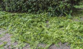 You can cut a number of inside branches while still leaving the bush looking full each headed back stem may make several sprouts from near the cut end. Guide To Pruning Yew Bushes Tips For Cutting Back Yews In The Landscape