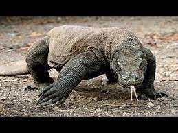 karaya hukmeden vahsi kertenkele komodo ejderi youtube