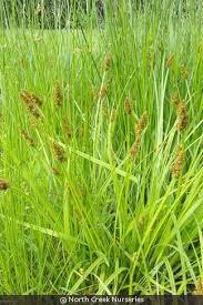 Image result for Seddera suffruticosa