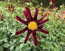 Image result for Dahlia x pinnata `Redskin`