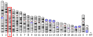 Here, we describe the functional interaction between cxcr4 and ccr5 to exert specific biological functions and modulate t lymphocyte responses. Ccr5 Wikipedia