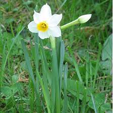 Top 25 Most Beautiful Daffodil Flowers Daffodils Daffodil Flower Flowers
