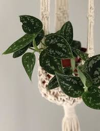 According to @stamenandstem, who clarifies for us: 4 U201d Scindapsus Pictus Argyraeus Craft Supplies Tools Plant Accessories Sirba Communication Com