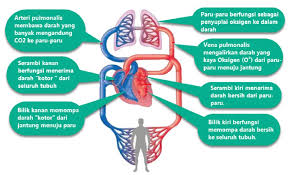 Pada pembahasan kali ini kami akan membagikan soal ipa kelas 5 semester 1 tentang alat peredaran darah dan kunci jawaban dalam berbagai versi. Kunci Jawaban Kelas 5 Tema 4 Subtema 1 Halaman 3 6 7 8 Myghibran