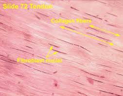 Connective tissue is the most diverse and abundant tissue type. Connective Tissue