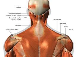 Labeled Anatomy Chart Of Neck And Back