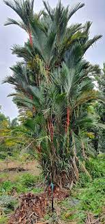 Ibu tiri kok nansir anak tiri. Warisan Petani Tebang Pokok Palma Pinang Merah