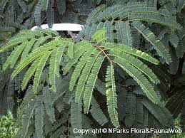 Image result for Libidibia coriaria